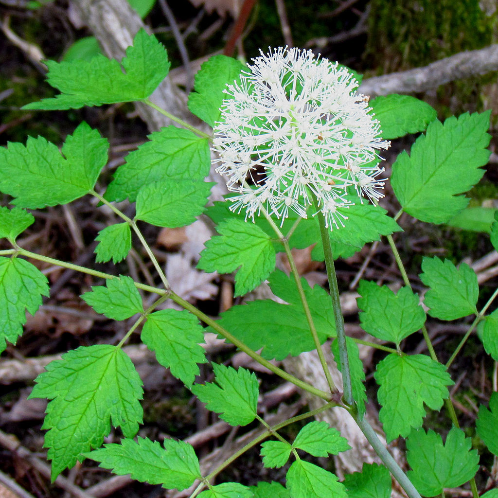 1024px-White_Baneberry leaves and flower
